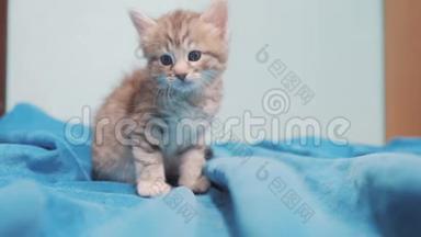 小灰色苏格兰条纹小猫肖像。 小可爱可爱的小猫坐在蓝色背景宠物生活方式
